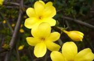 如何區分迎春花和連翹花？