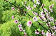 如何區分桃花和杏花？