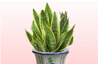 如何養(yǎng)殖虎皮蘭？