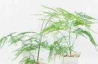 室內如何科學的養殖文竹？