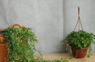 盤點室內最常用的綠植