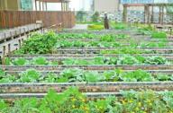 成都屋頂綠化新氣象：商場現“屋頂農莊”