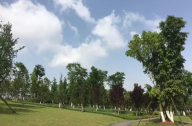 苗木移植和養護技術標準