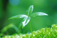 綠色植物在生態建筑中的作用