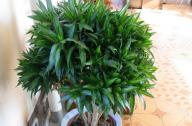 家里養什么植物旺財？