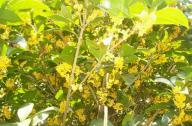 園林植物桂花的產地、形態以及園林用途