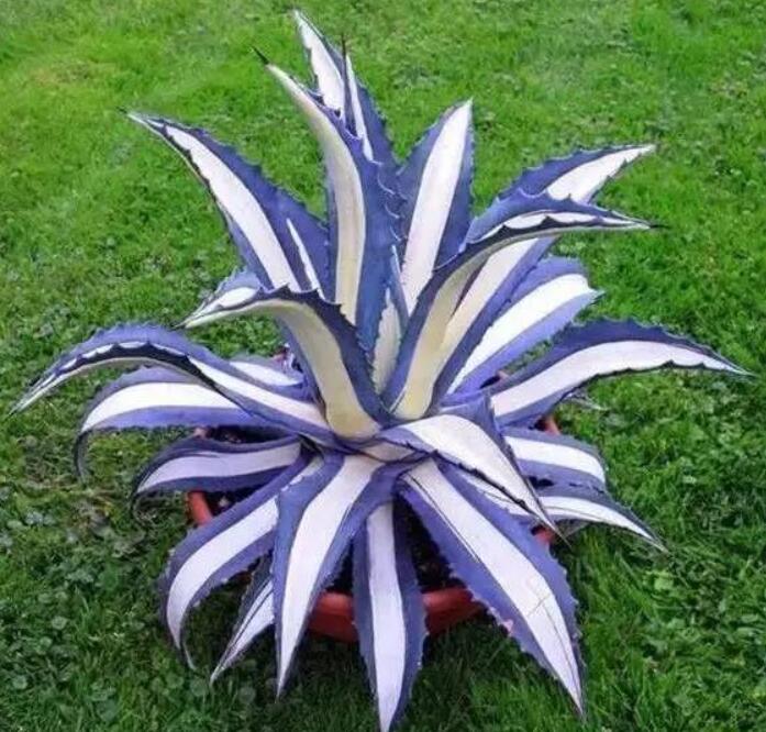園林經典之作 廈門萬石植物園