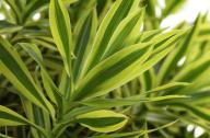 家庭養花：適合衛生間種植的7種植物