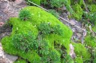 “石頭植物”的名稱是怎么得來的？