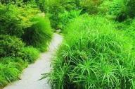 海綿城市生態駁岸植物