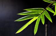 選擇園林植物時，如何巧妙利用植物的五行屬性？