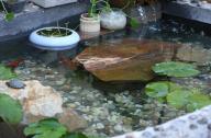 別墅庭院魚池養錦鯉風水好