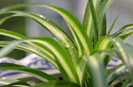 10種適合秋冬種植的室內植物