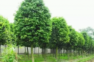 海口及周邊地區植物群落示例