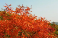 城市優良綠化樹種：黃連木