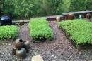 鄉村民宿景觀設計圖賞析