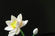 如何栽植碗蓮？
