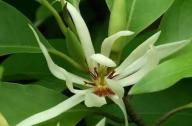 治療咳嗽的植物：白蘭花、丁香、藿香