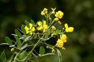 清肝明目，潤腸通便的植物：決明子、菊花