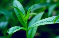檸檬馬鞭草的家庭養植方法