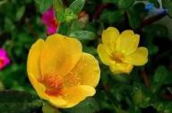 盤點那些花期長又容易養的花