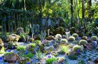 1月20日，中國科學院西雙版納熱帶植物園一年一度的多肉展如約而至