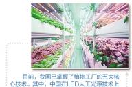 “植物工廠”到底有什么秘密？